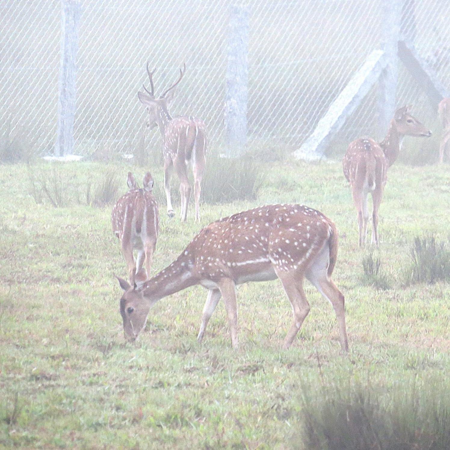 Вилла The Deer Meadows Мудумалай Экстерьер фото